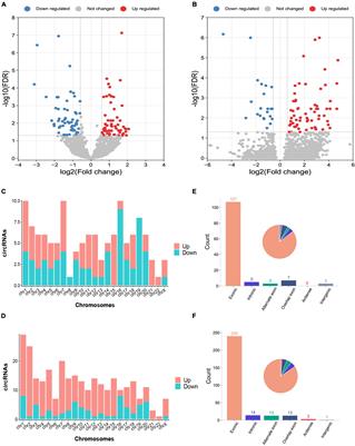 Machine learning-based identification of the novel circRNAs circERBB2 and circCHST12 as potential biomarkers of intracerebral hemorrhage